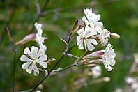 Silene italica Silene italica